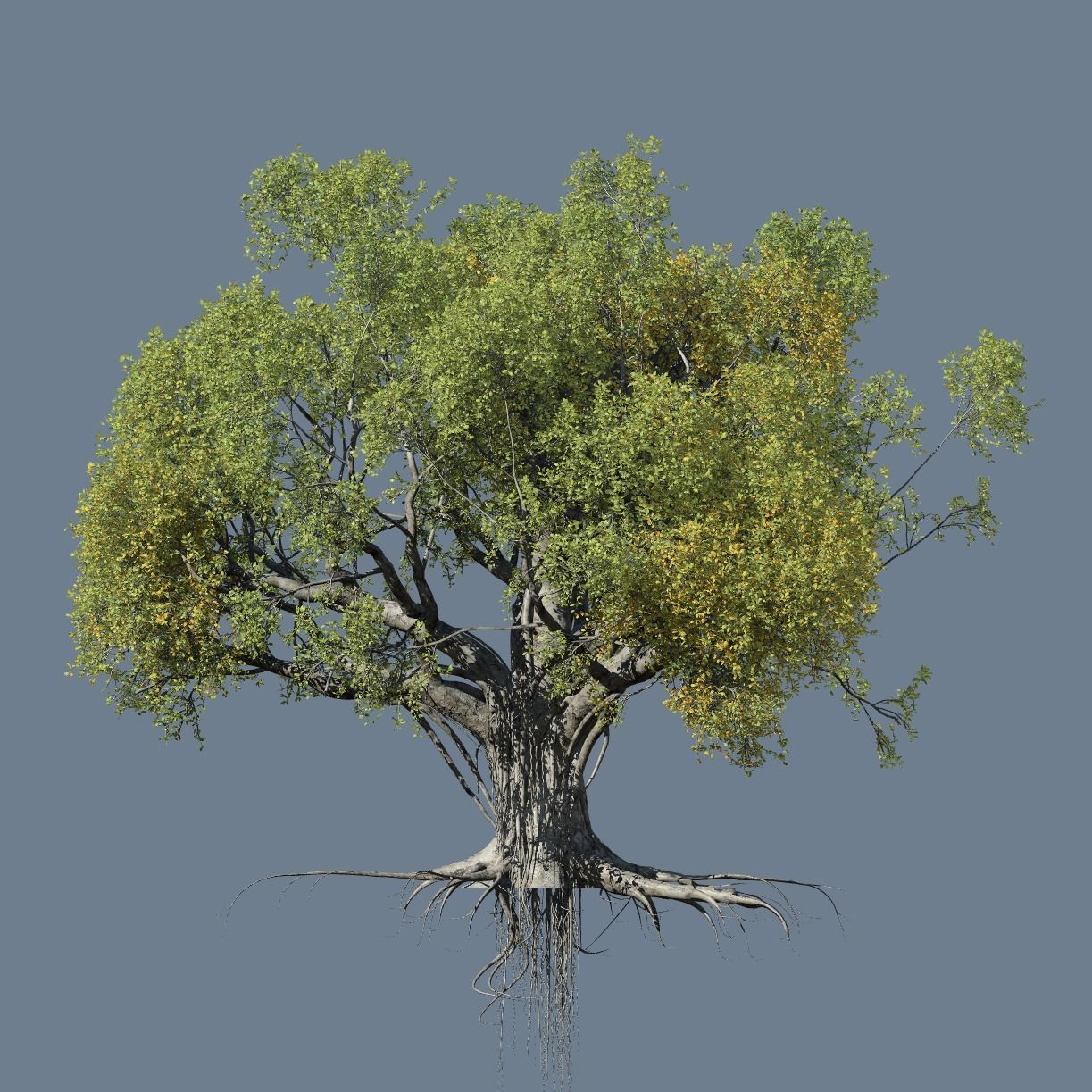 High quality Large banyan tree 08 3D model_1