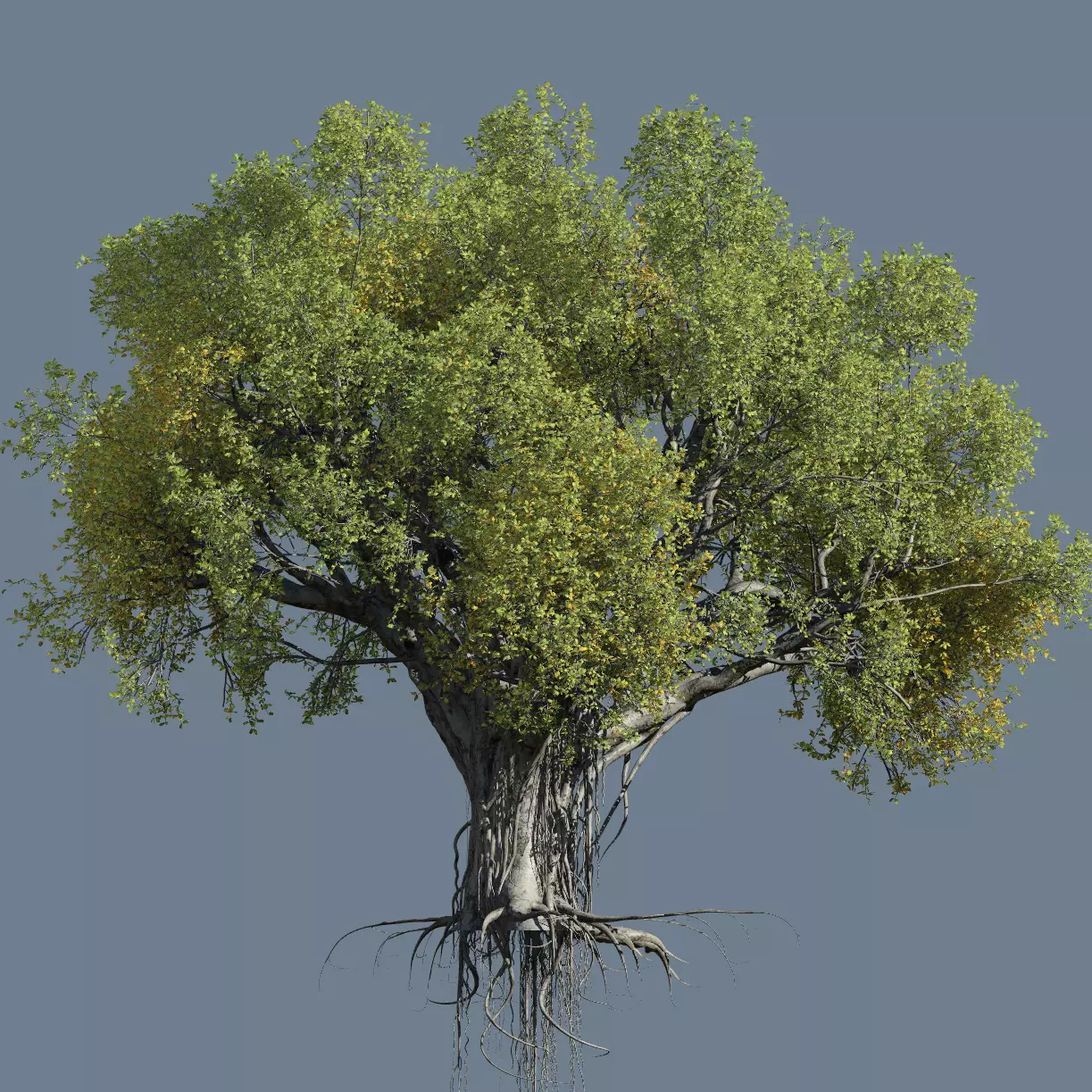 High quality Large banyan tree 08 3D model_0