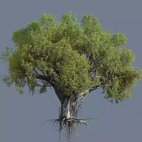 High quality Large banyan tree 08 3D model