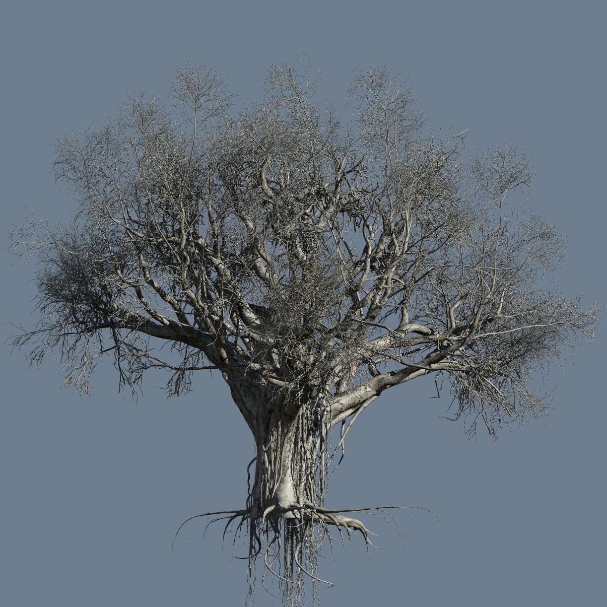High quality Large banyan tree 08 3D model_3