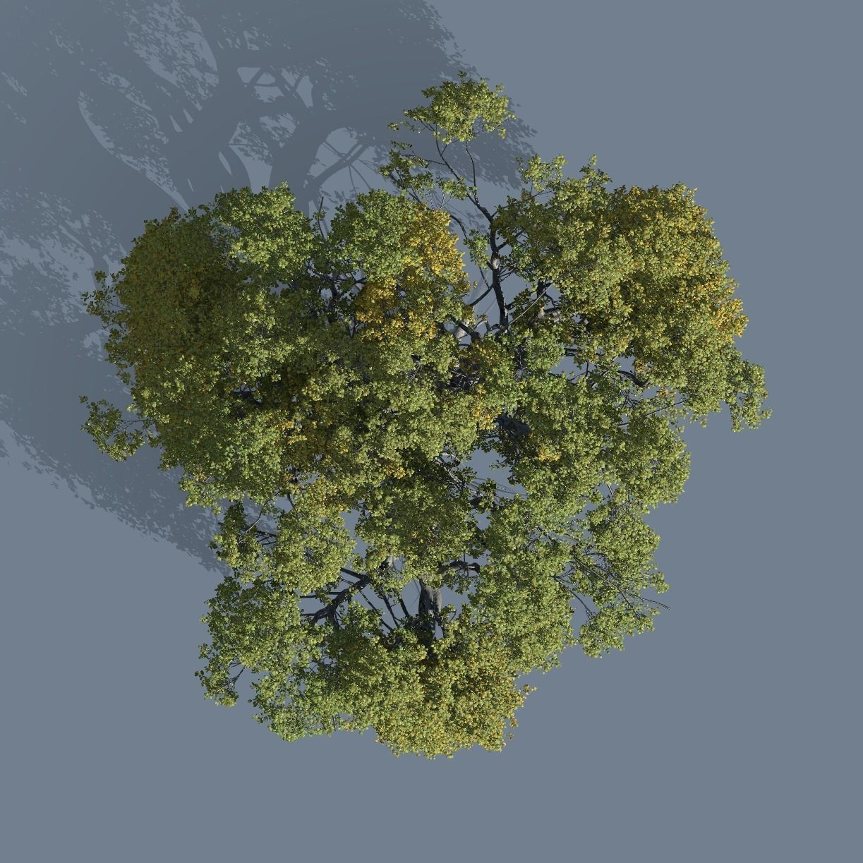 High quality Large banyan tree 08 3D model_2