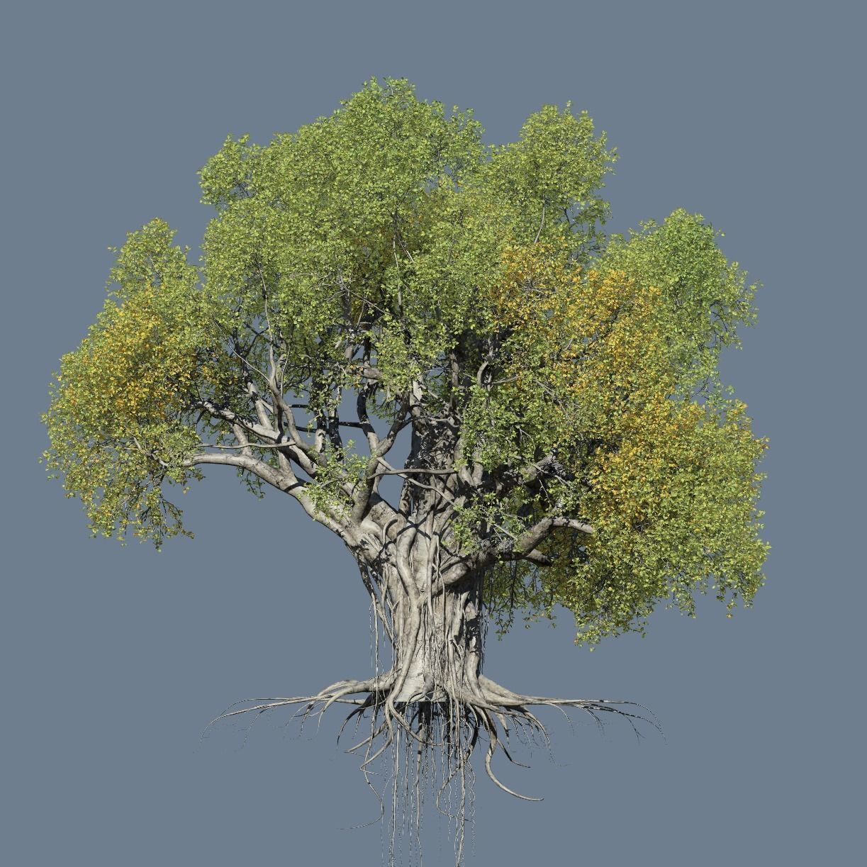 High quality Large banyan tree 09 3D model_1
