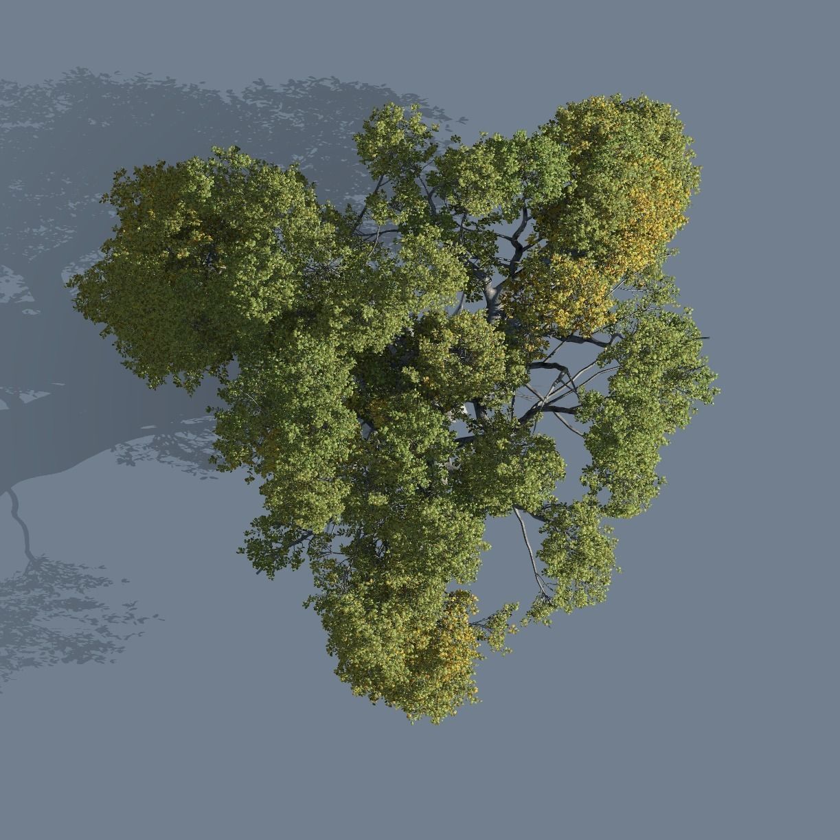 High quality Large banyan tree 09 3D model_2