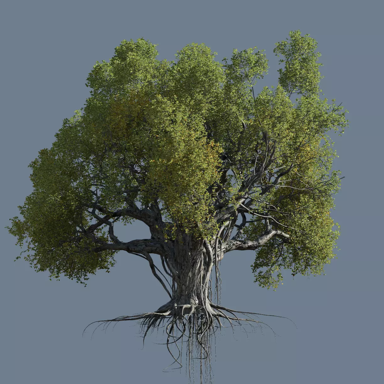 High quality Large banyan tree 09 3D model_0
