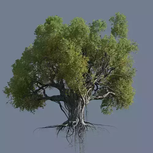 High quality Large banyan tree 09 3D model