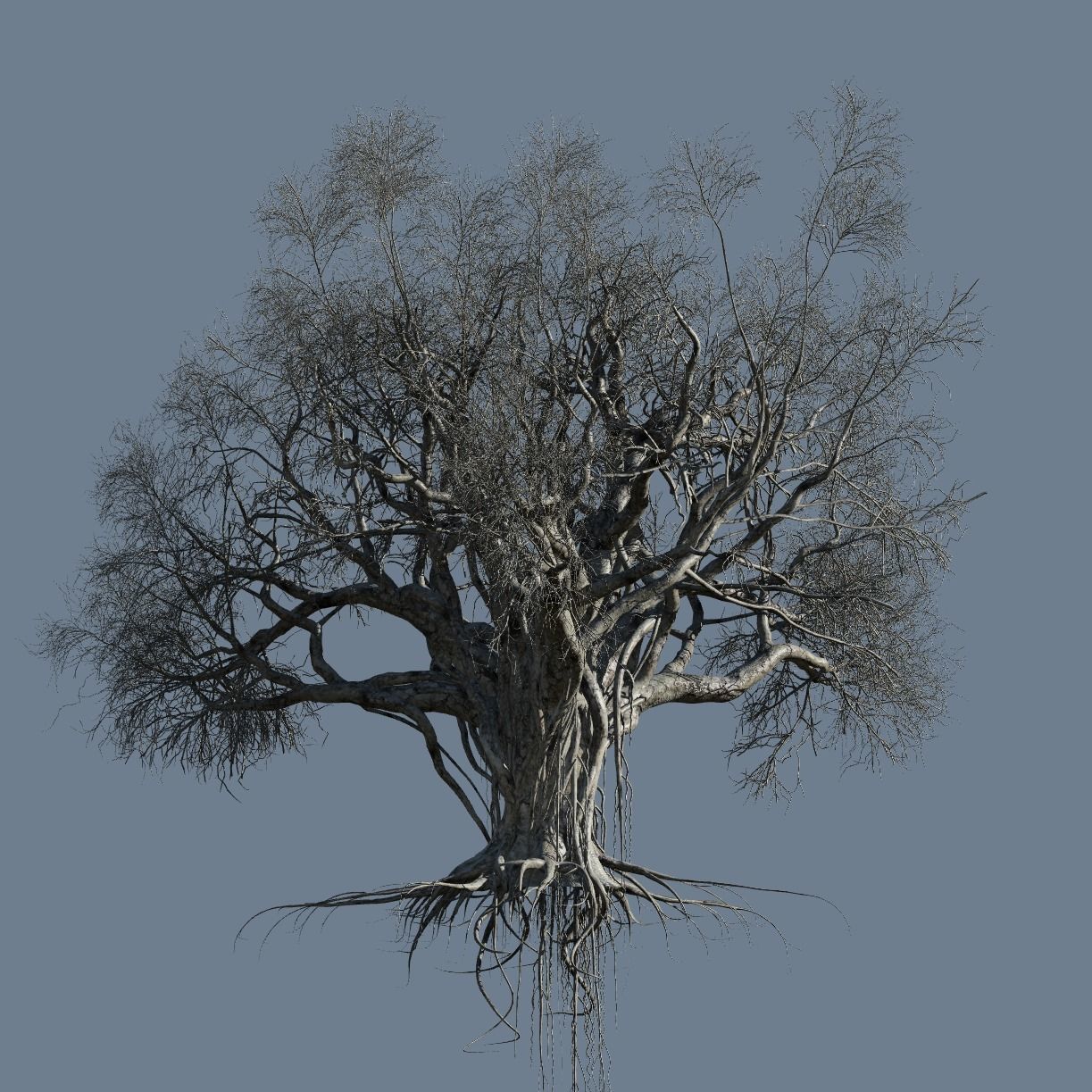 High quality Large banyan tree 09 3D model_3