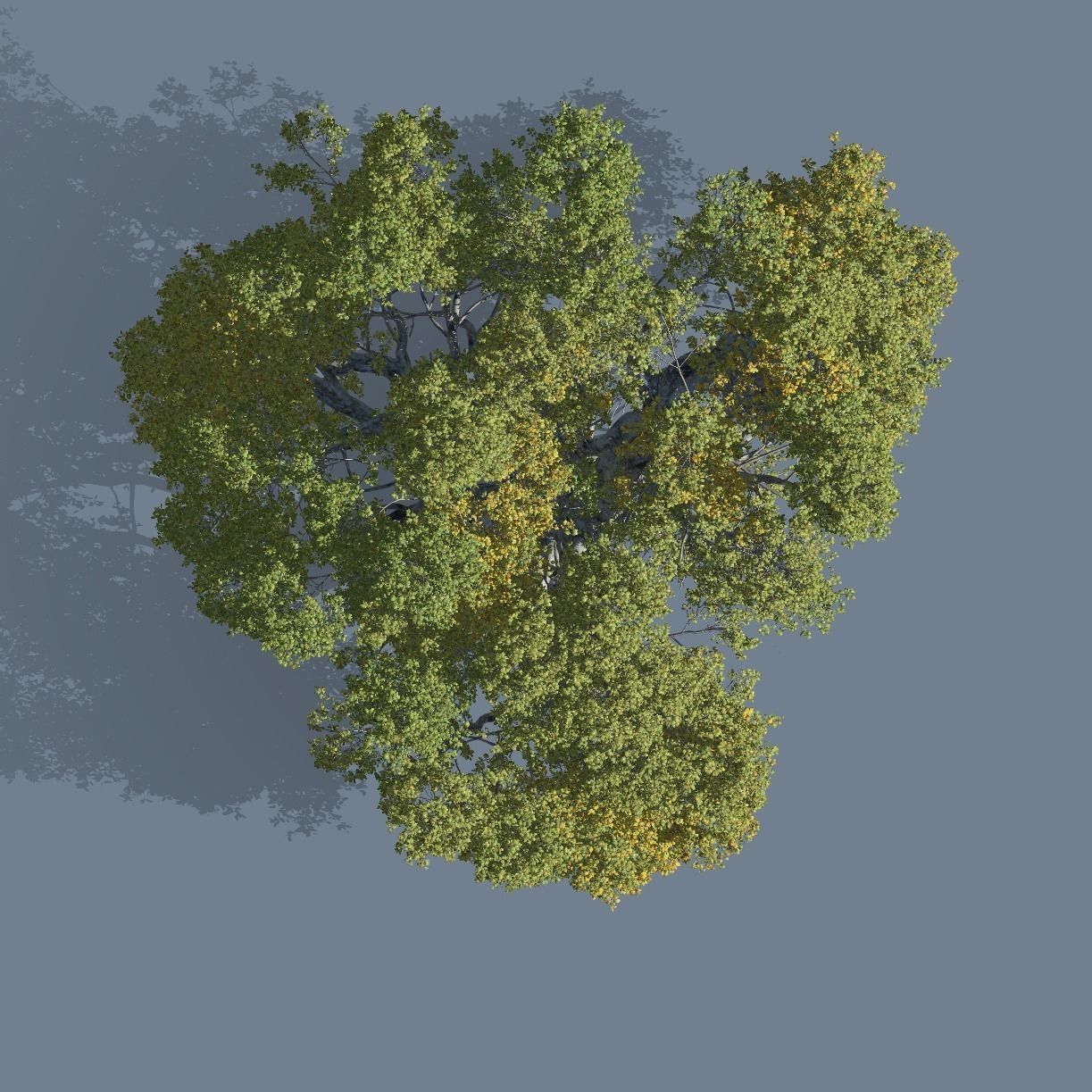 High quality Large banyan tree 10 3D model_2