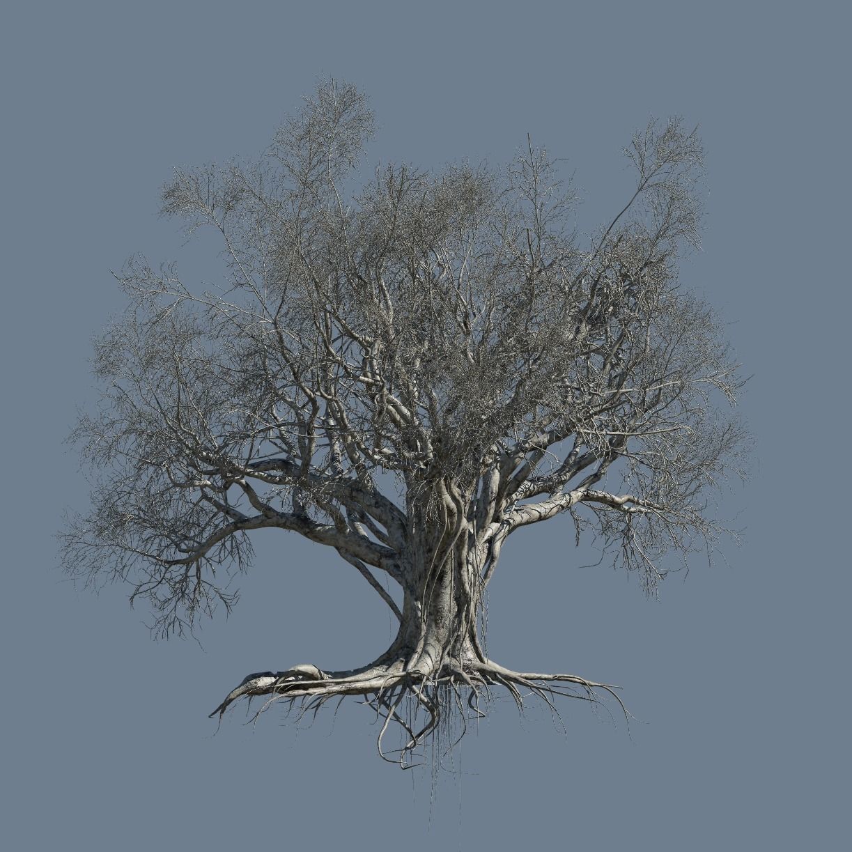 High quality Large banyan tree 10 3D model_3