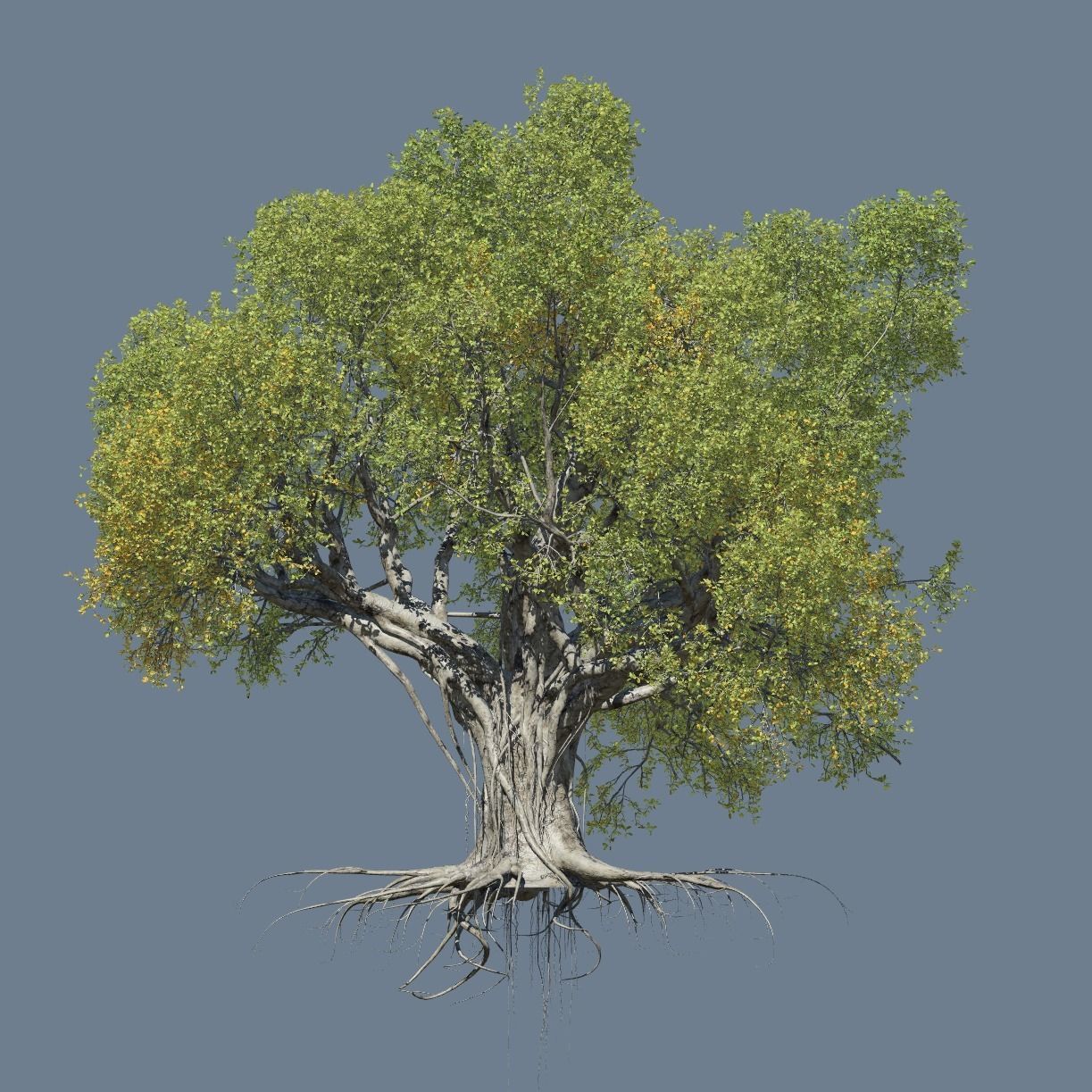 High quality Large banyan tree 10 3D model_1