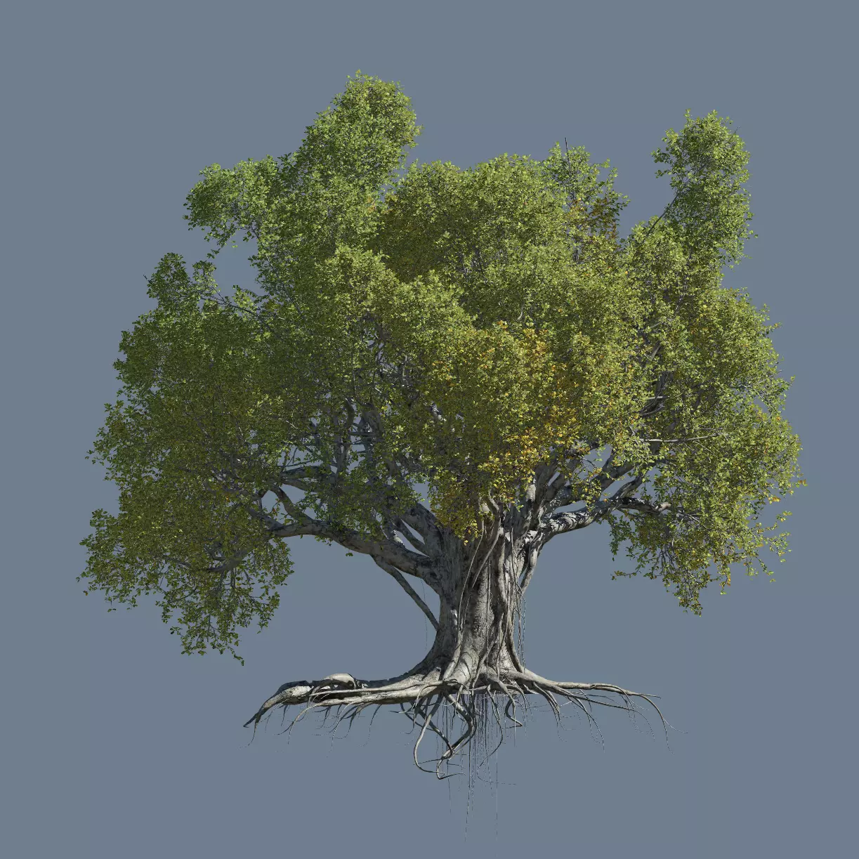 High quality Large banyan tree 10 3D model_0