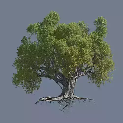High quality Large banyan tree 10 3D model