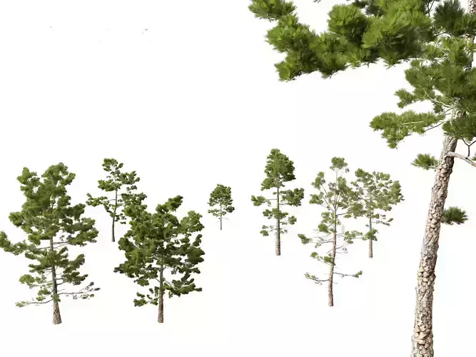 Pinus pinaster - Maritime pine 3D model
