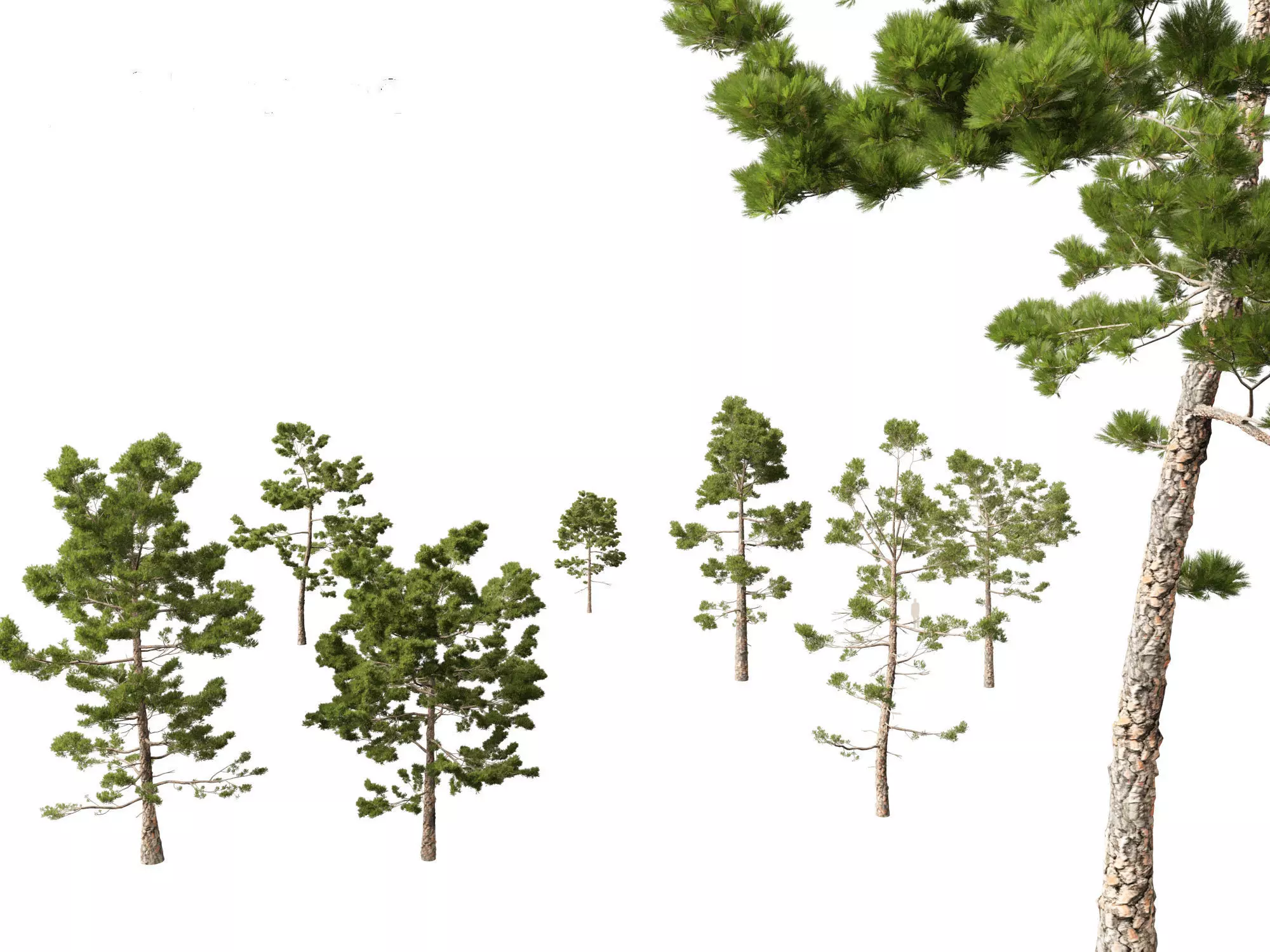 Pinus pinaster - Maritime pine 3D model