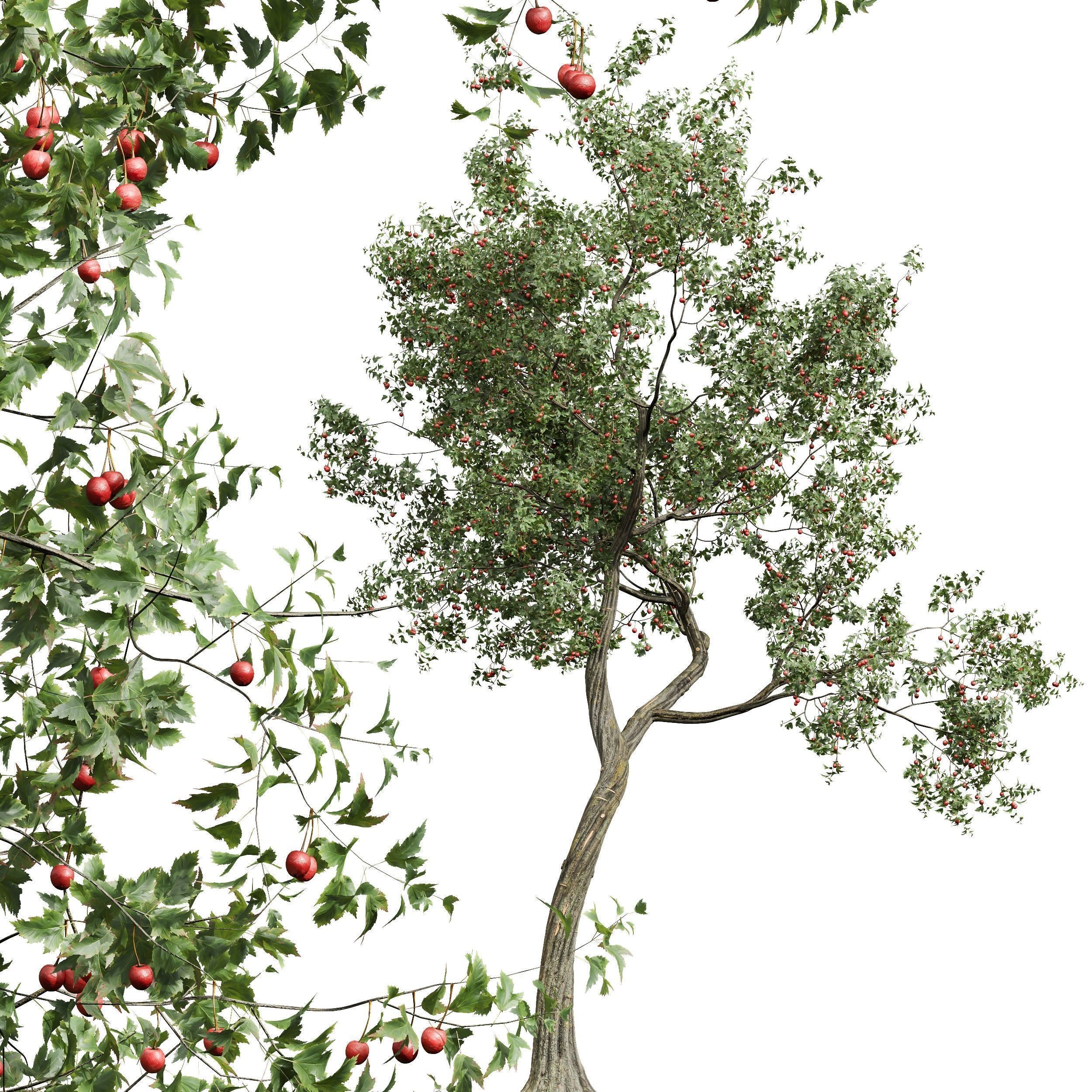 6 Different SETS of Tree SET VOL45 3D Model Collection_19