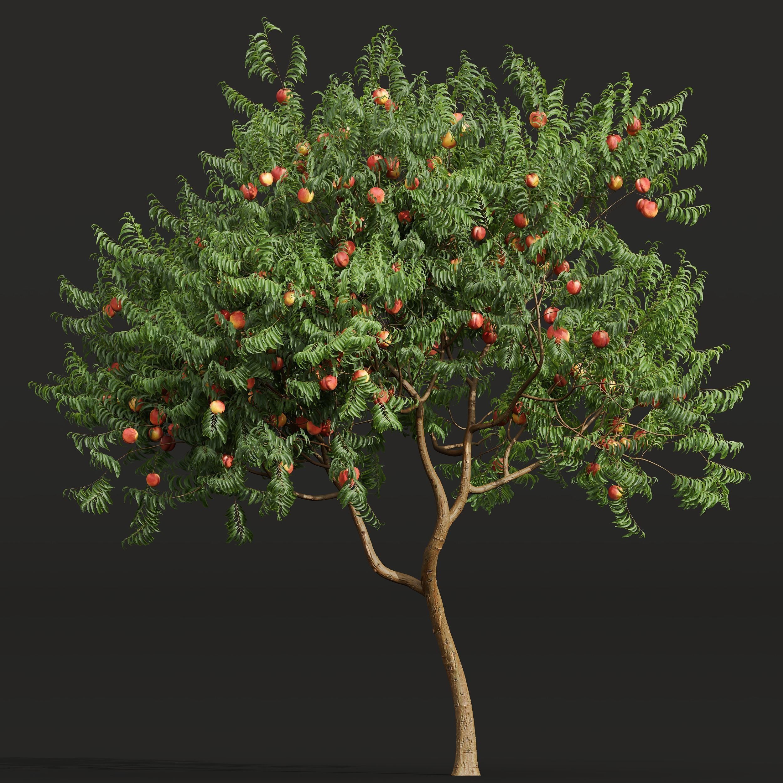 6 Different SETS of Tree SET VOL45 3D Model Collection_7