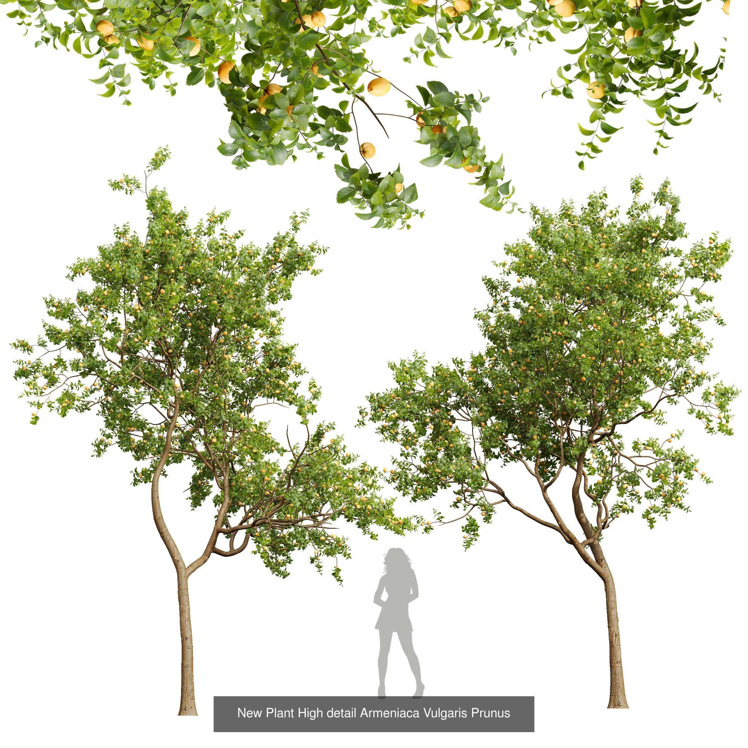 6 Different SETS of Tree SET VOL45 3D Model Collection_3