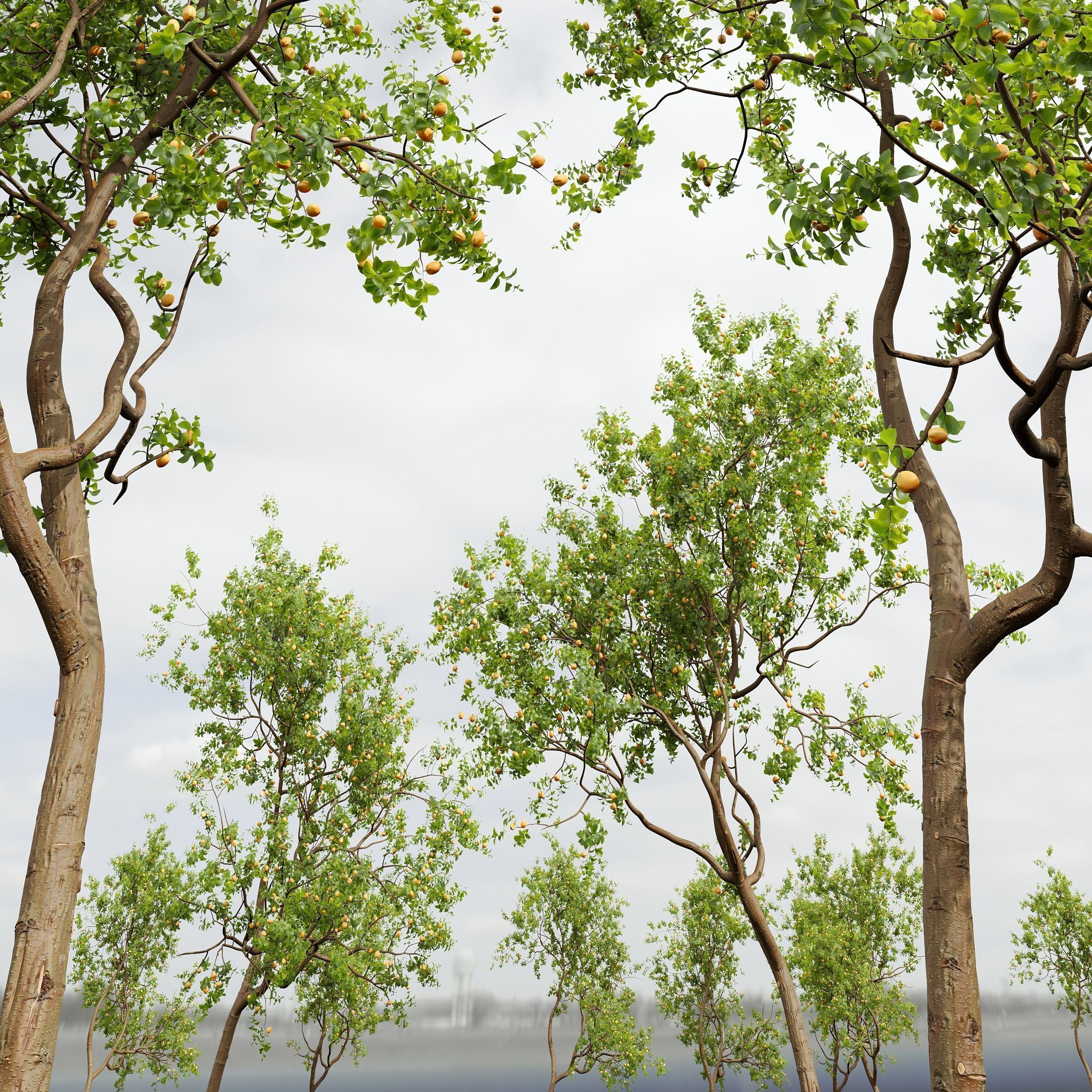 6 Different SETS of Tree SET VOL45 3D Model Collection_13