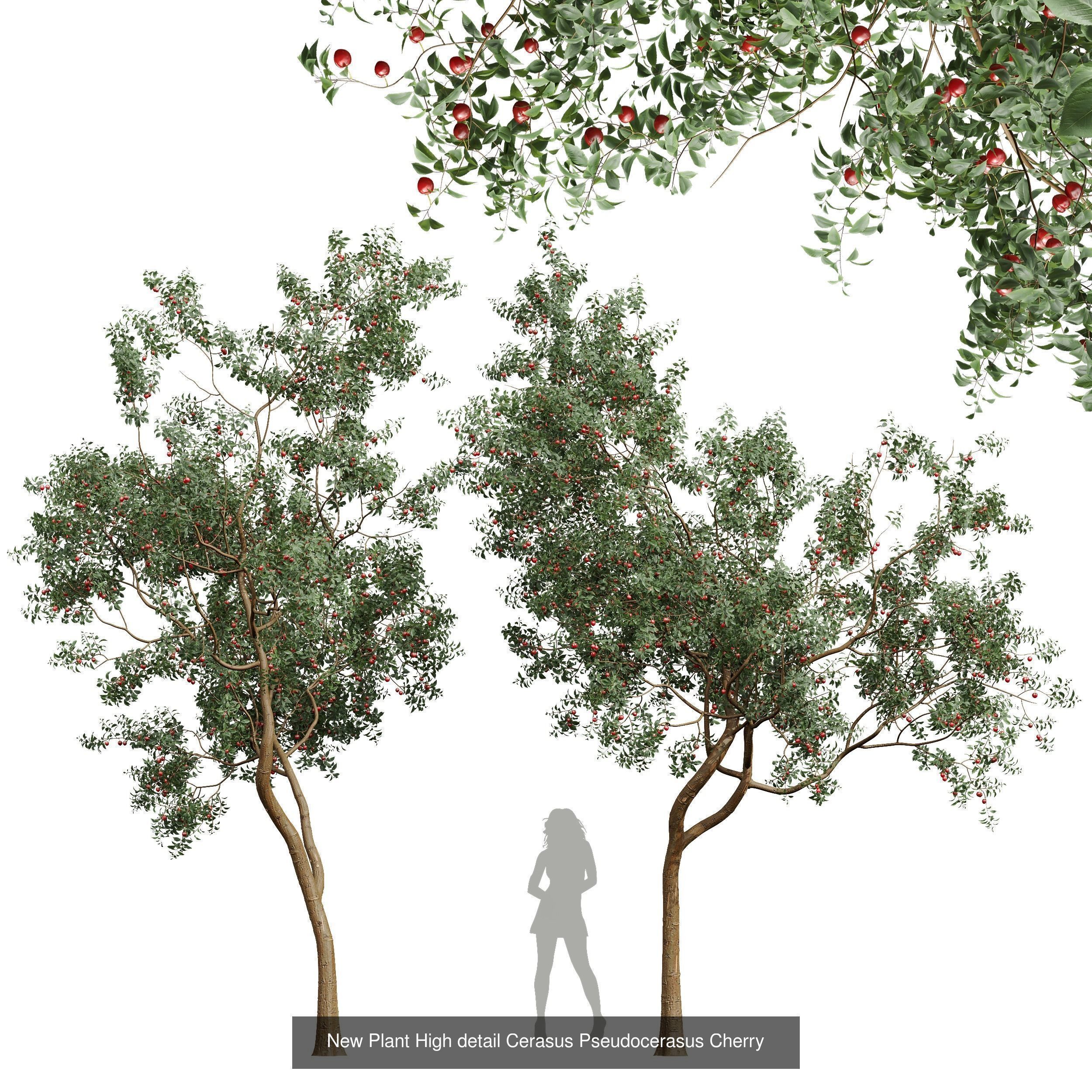 6 Different SETS of Tree SET VOL45 3D Model Collection_2