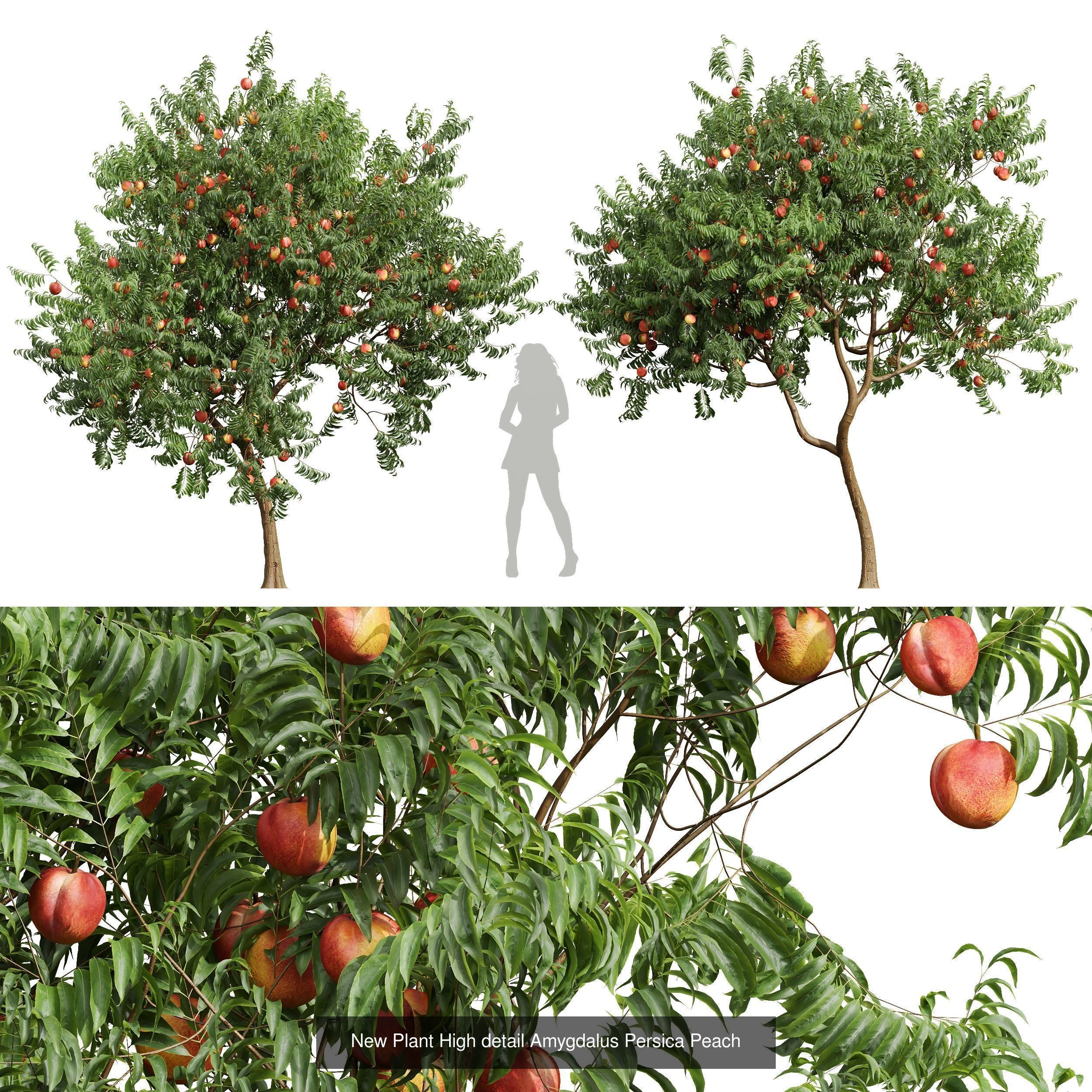 6 Different SETS of Tree SET VOL45 3D Model Collection_1