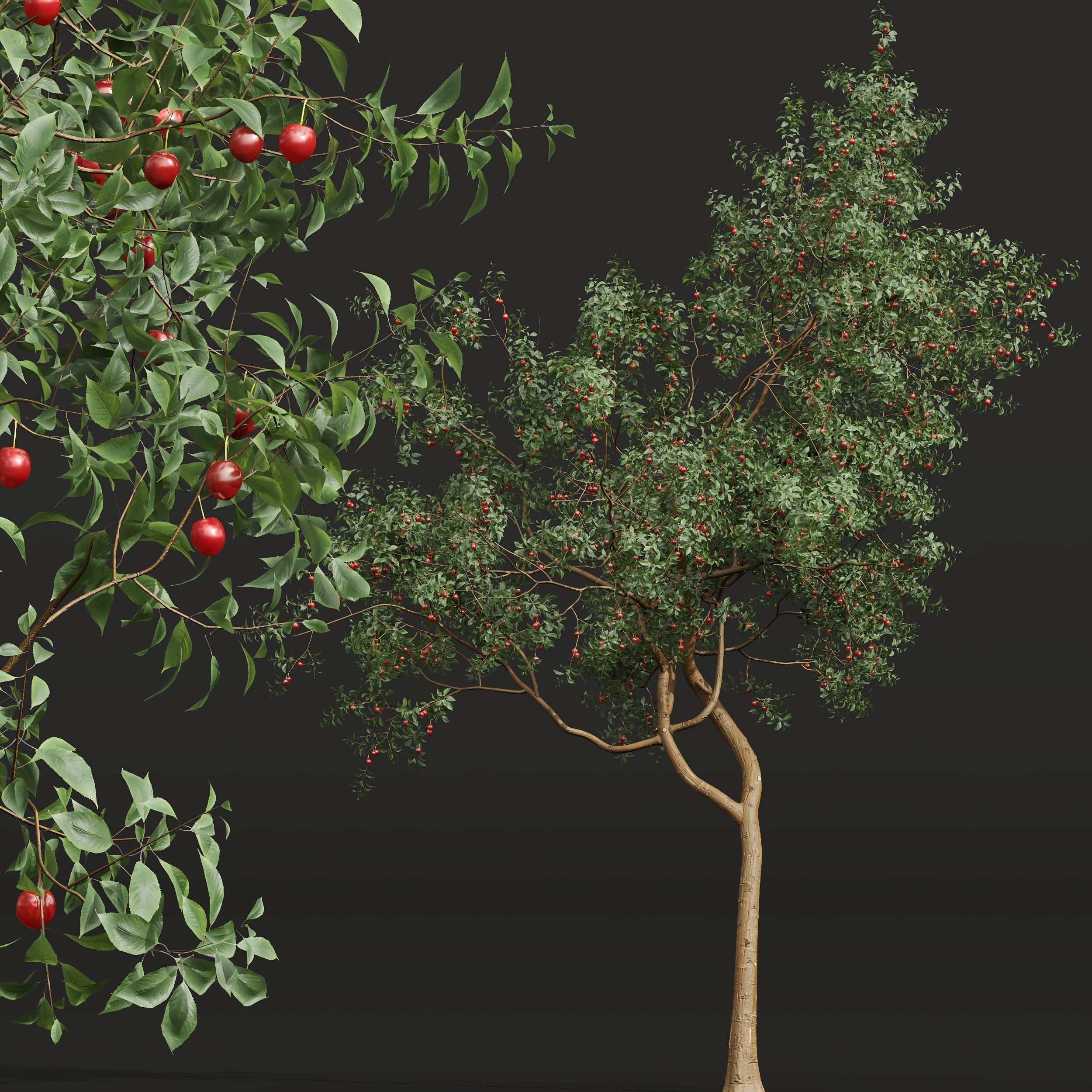 6 Different SETS of Tree SET VOL45 3D Model Collection_12