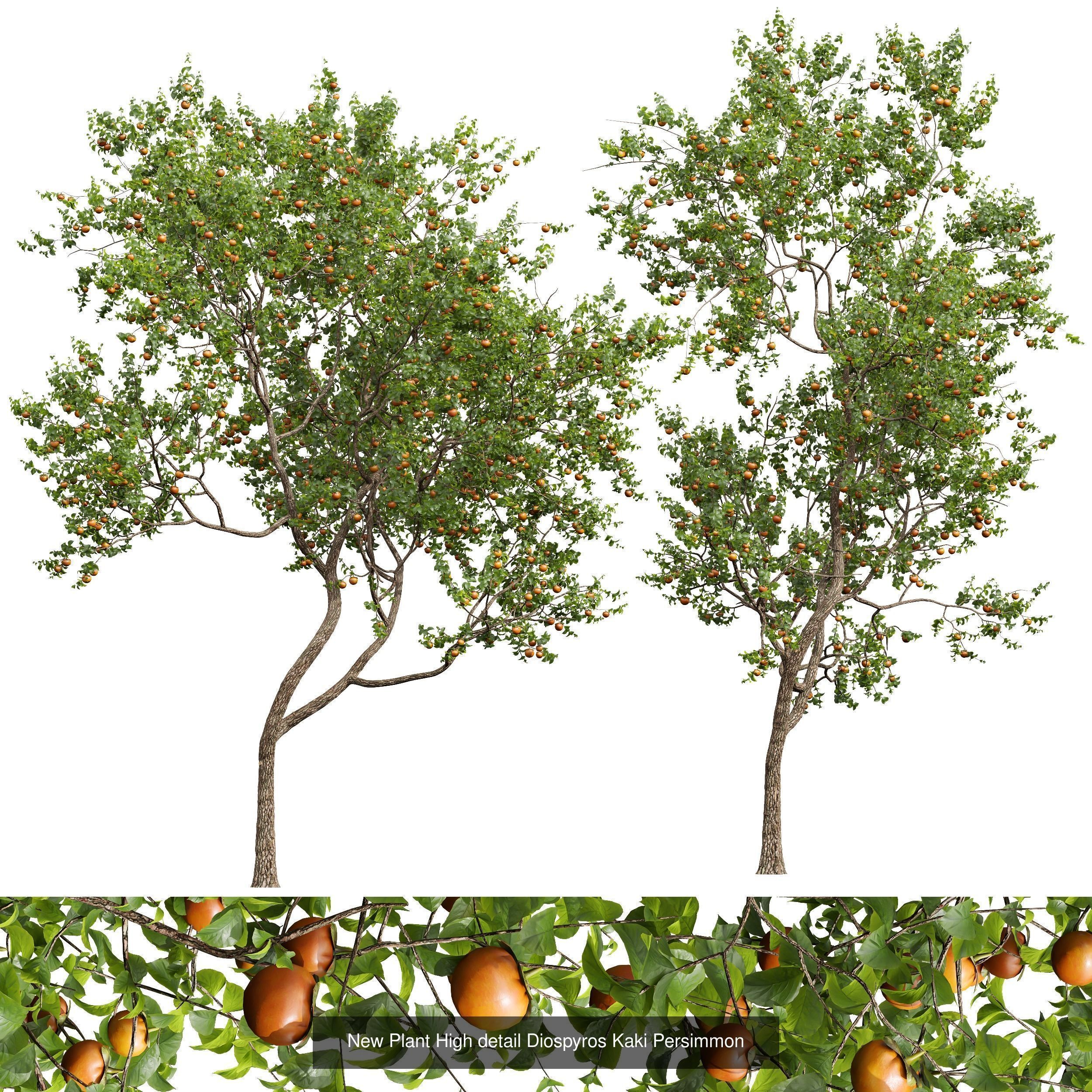 6 Different SETS of Tree SET VOL45 3D Model Collection_5