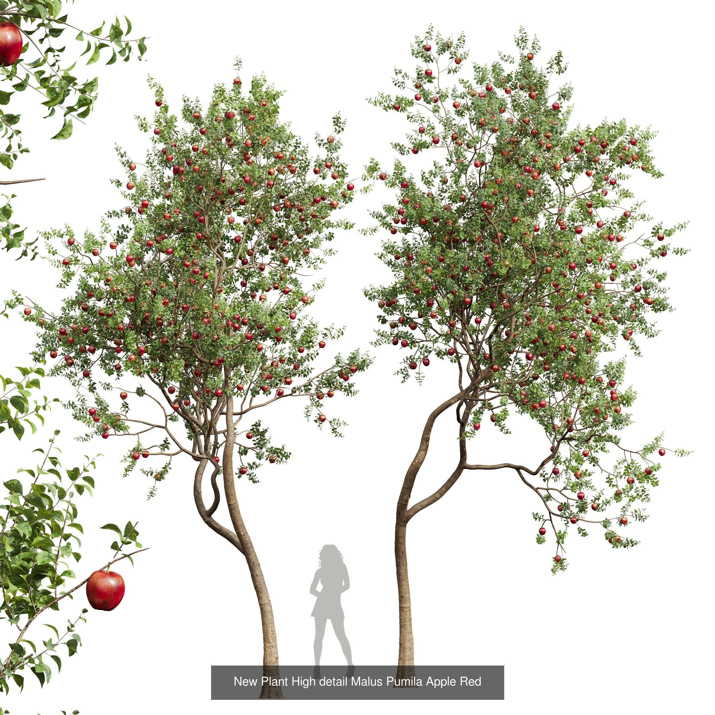 6 Different SETS of Tree SET VOL45 3D Model Collection_6