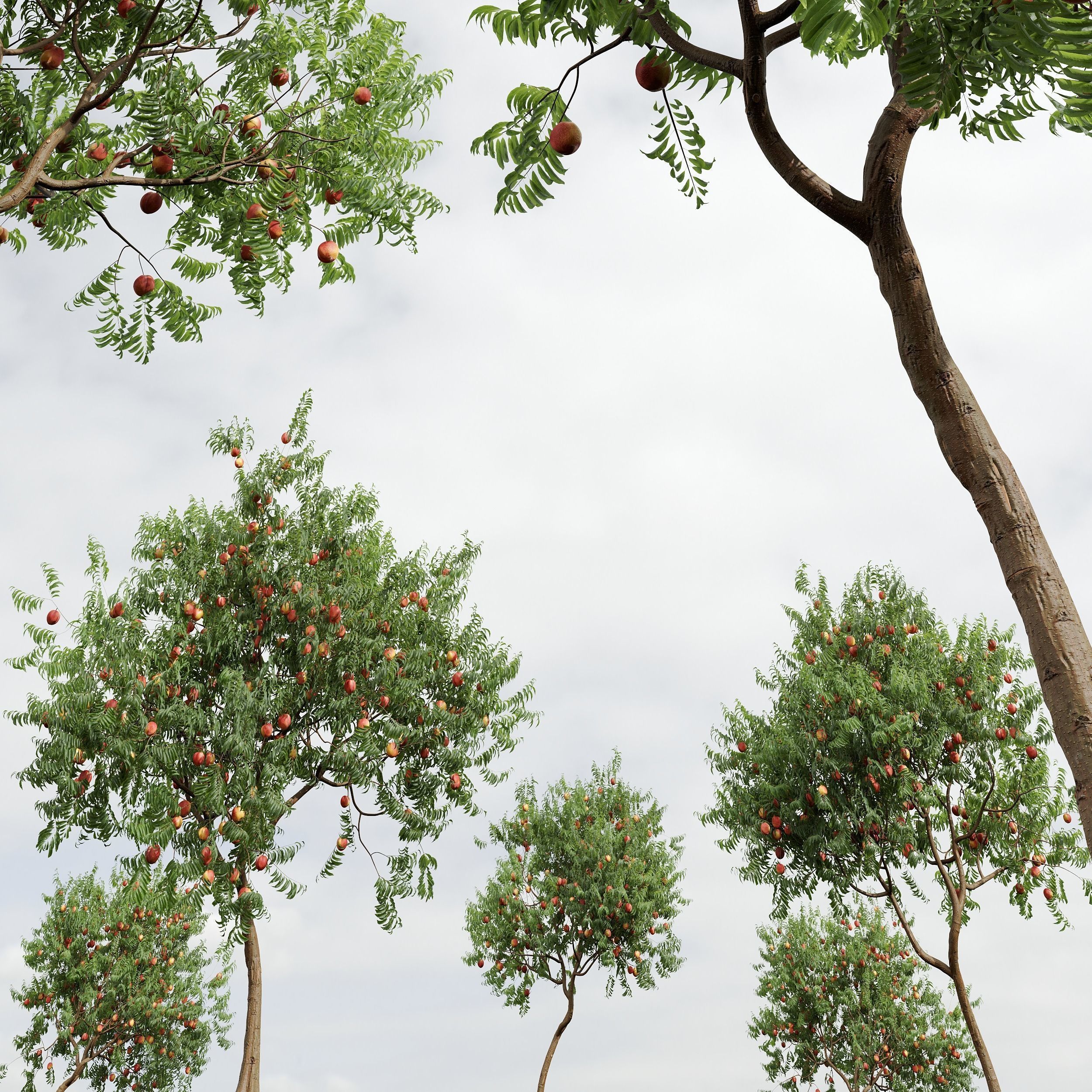 6 Different SETS of Tree SET VOL45 3D Model Collection_11