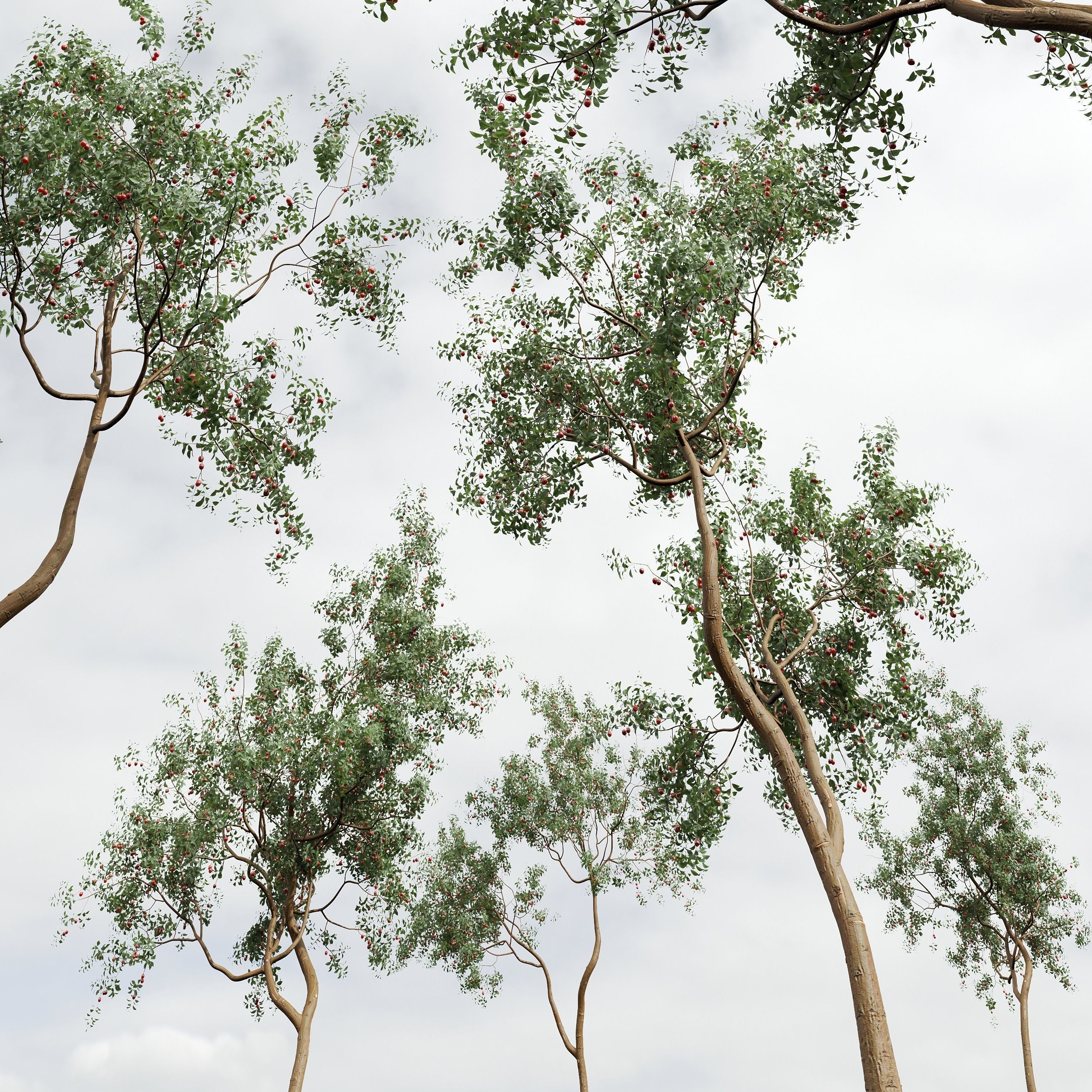 6 Different SETS of Tree SET VOL45 3D Model Collection_17