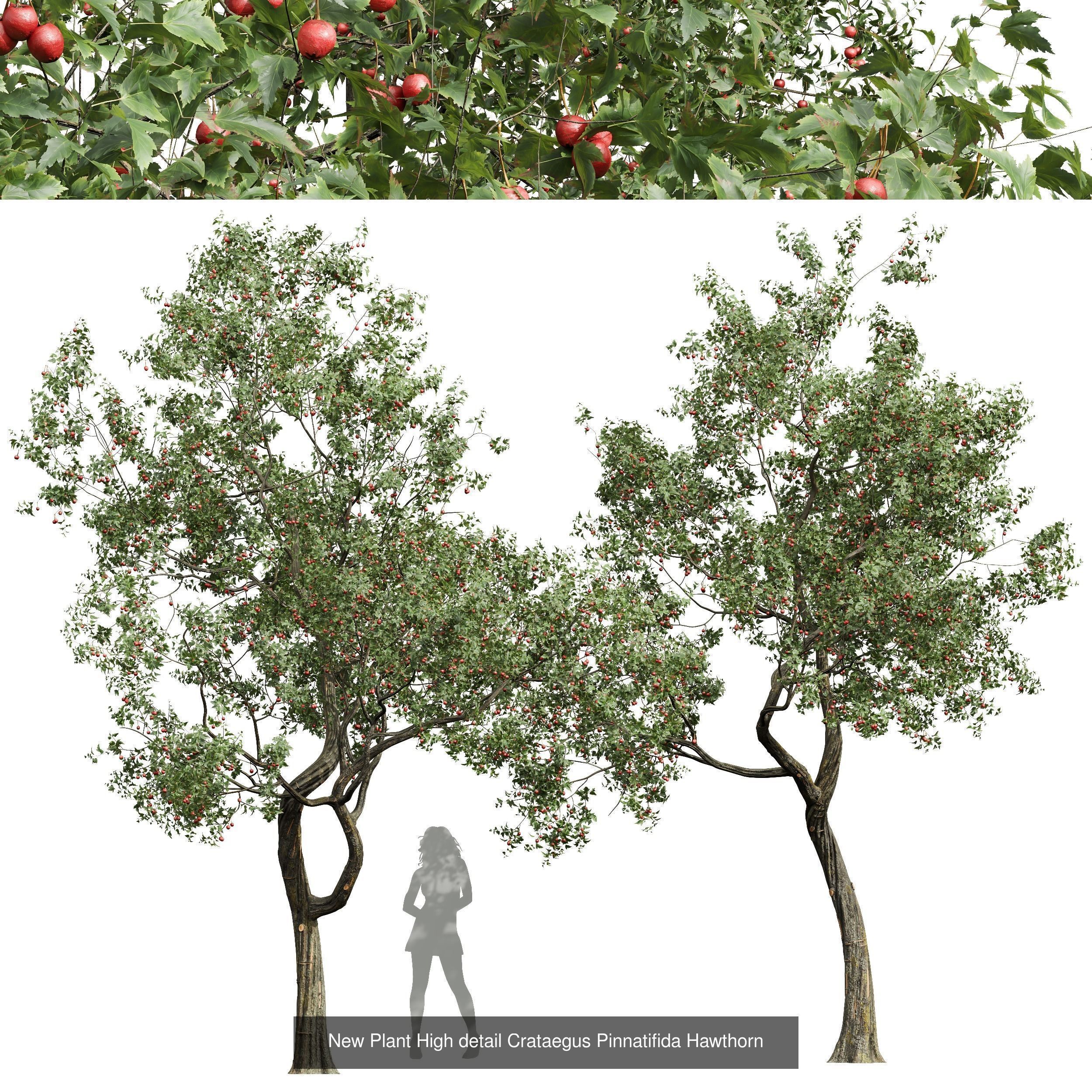 6 Different SETS of Tree SET VOL45 3D Model Collection_4