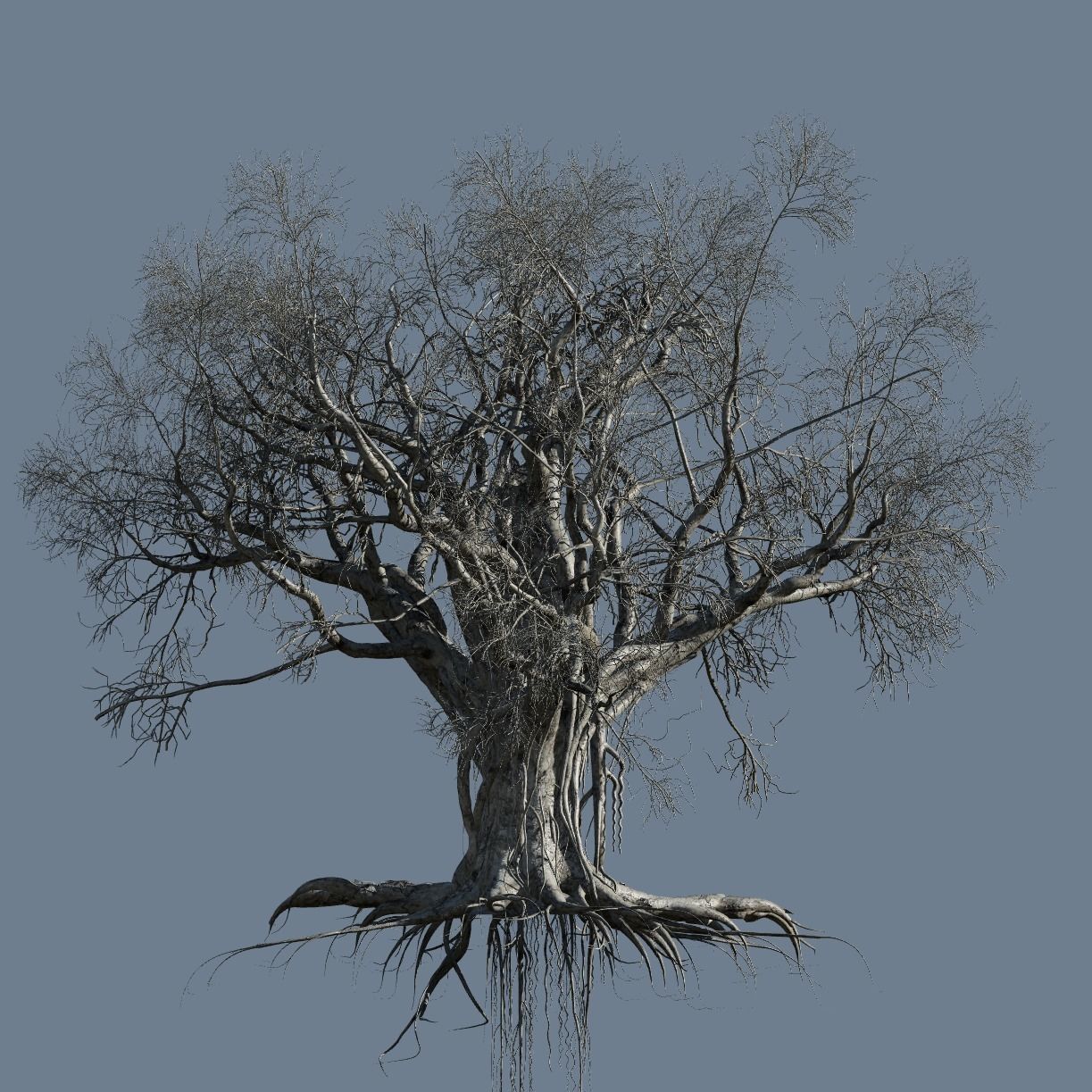 High quality Large banyan tree 11 3D model_3