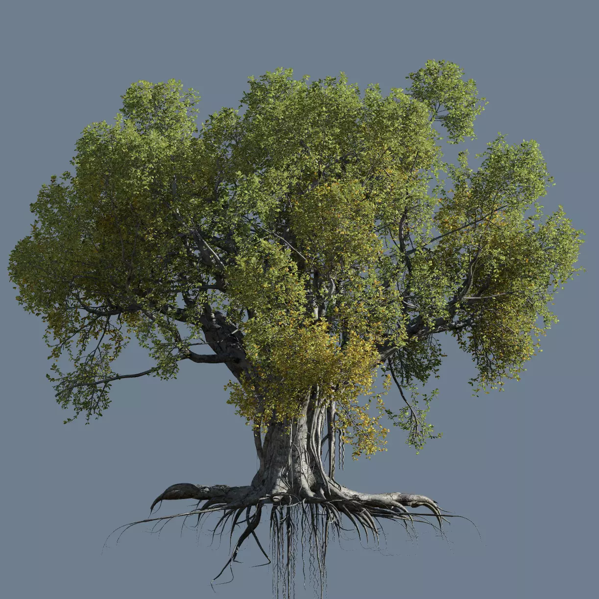 High quality Large banyan tree 11 3D model_0