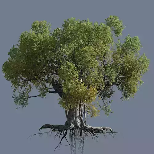 High quality Large banyan tree 11 3D model