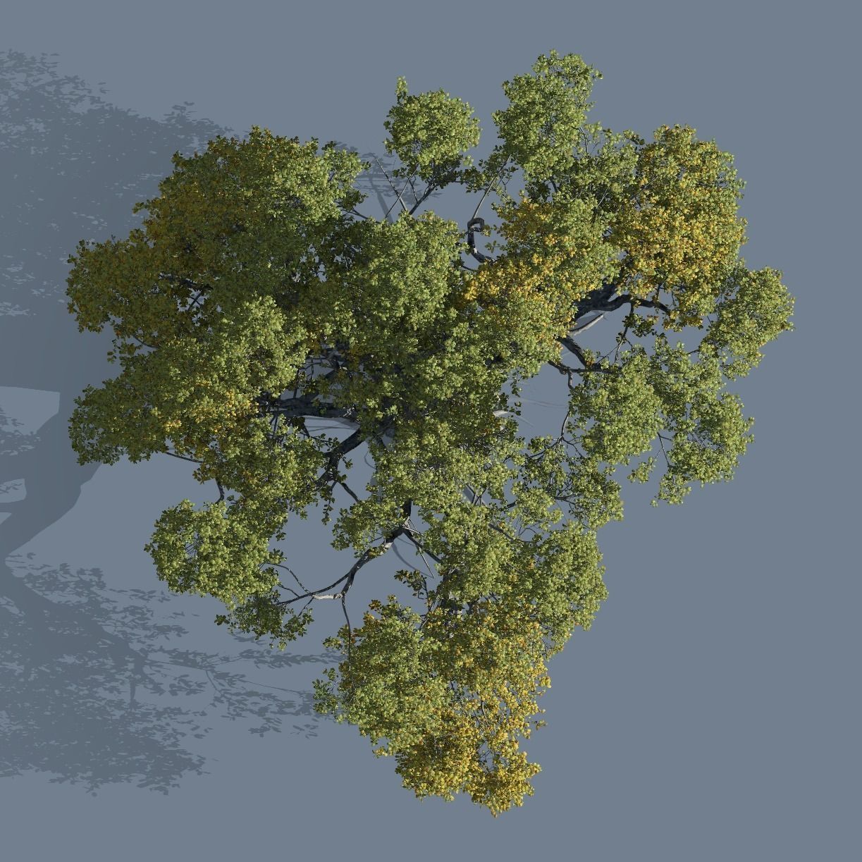 High quality Large banyan tree 11 3D model_2
