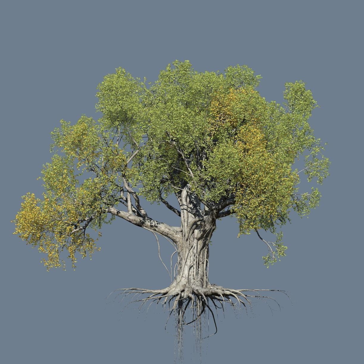High quality Large banyan tree 11 3D model_1