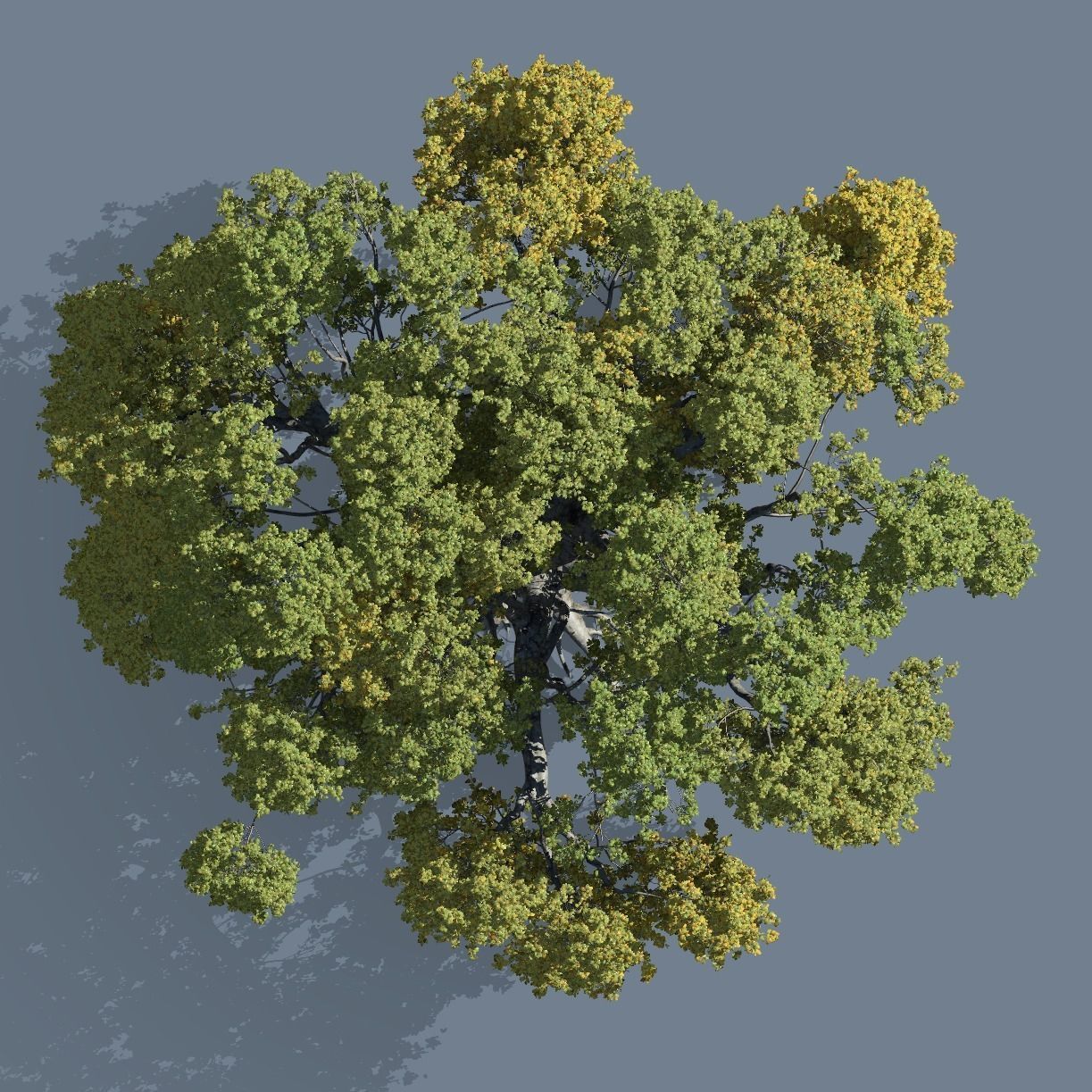 High quality Large banyan tree 12 3D model_2