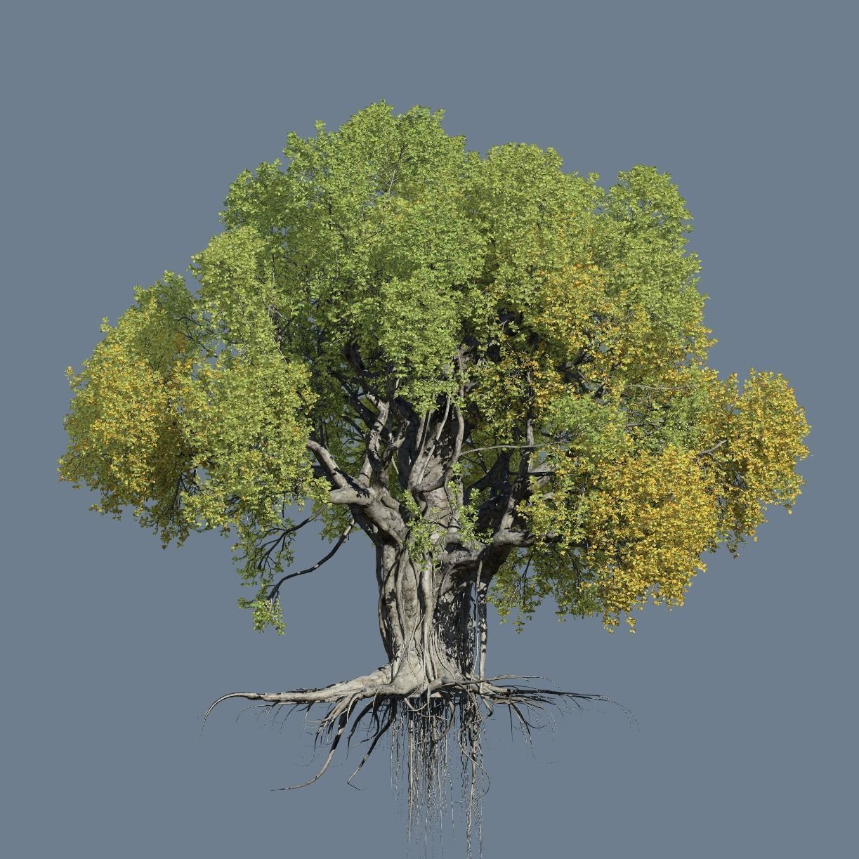 High quality Large banyan tree 12 3D model_1