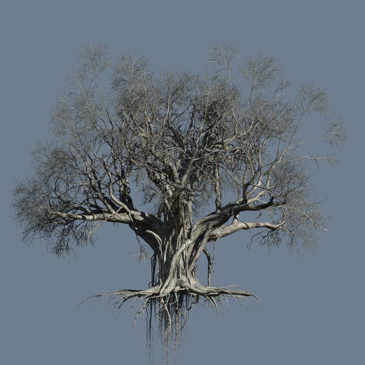 High quality Large banyan tree 12 3D model_3