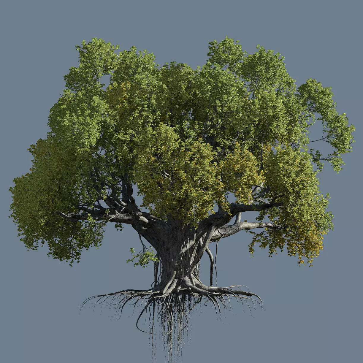 High quality Large banyan tree 12 3D model_0