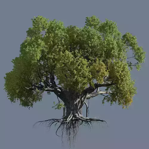 High quality Large banyan tree 12 3D model