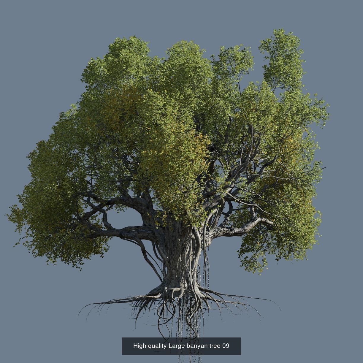 12 High quality Large banyan tree collection _10