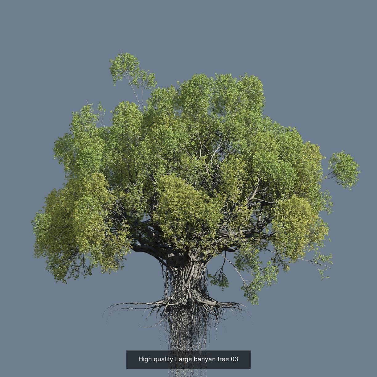 12 High quality Large banyan tree collection _5