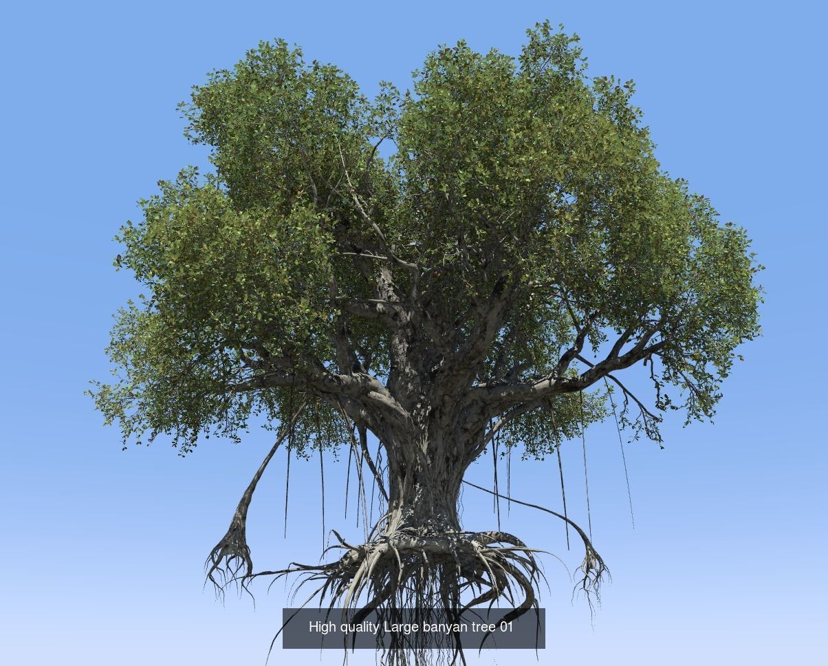 12 High quality Large banyan tree collection _2