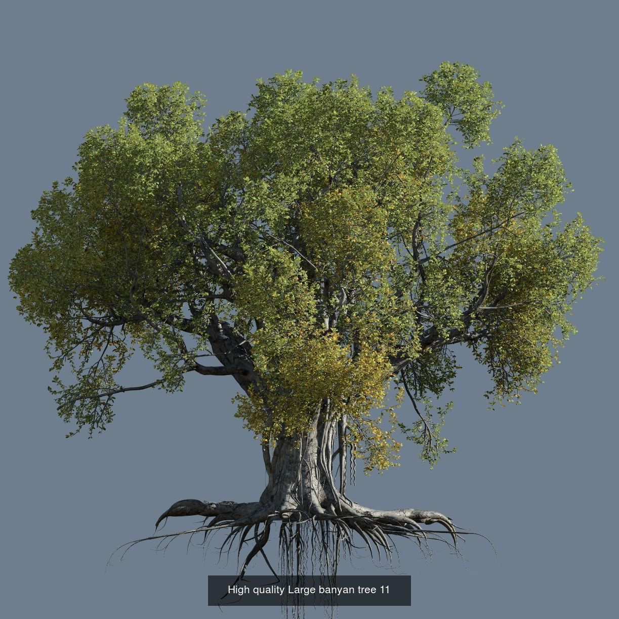 12 High quality Large banyan tree collection _12