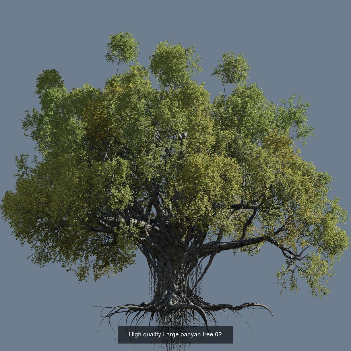 12 High quality Large banyan tree collection _4