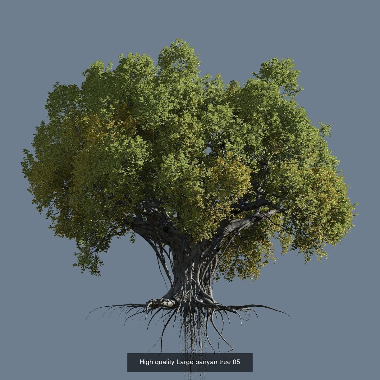 12 High quality Large banyan tree collection _7