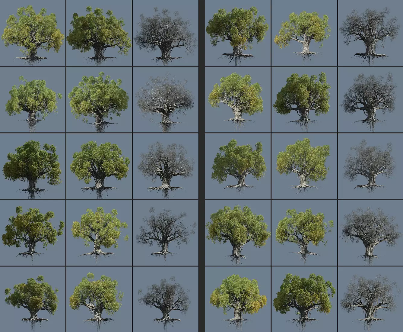 12 High quality Large banyan tree collection _0