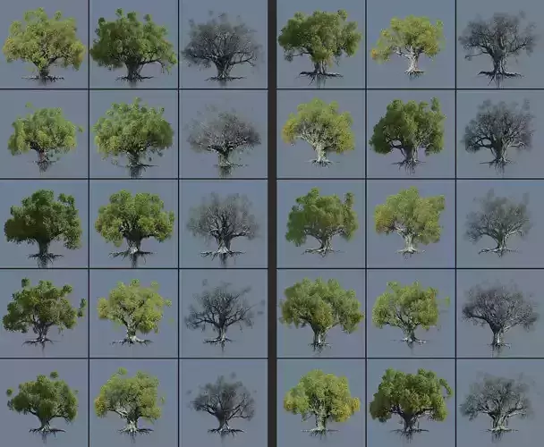 12 High quality Large banyan tree collection 