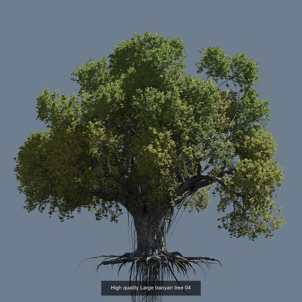 12 High quality Large banyan tree collection _6