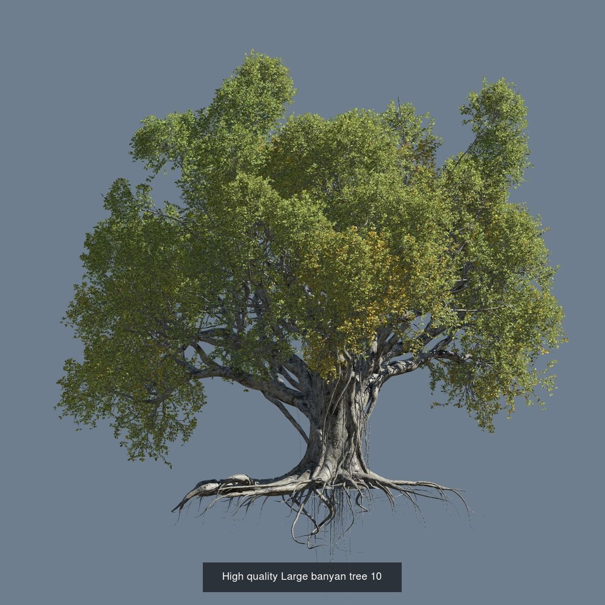 12 High quality Large banyan tree collection _11