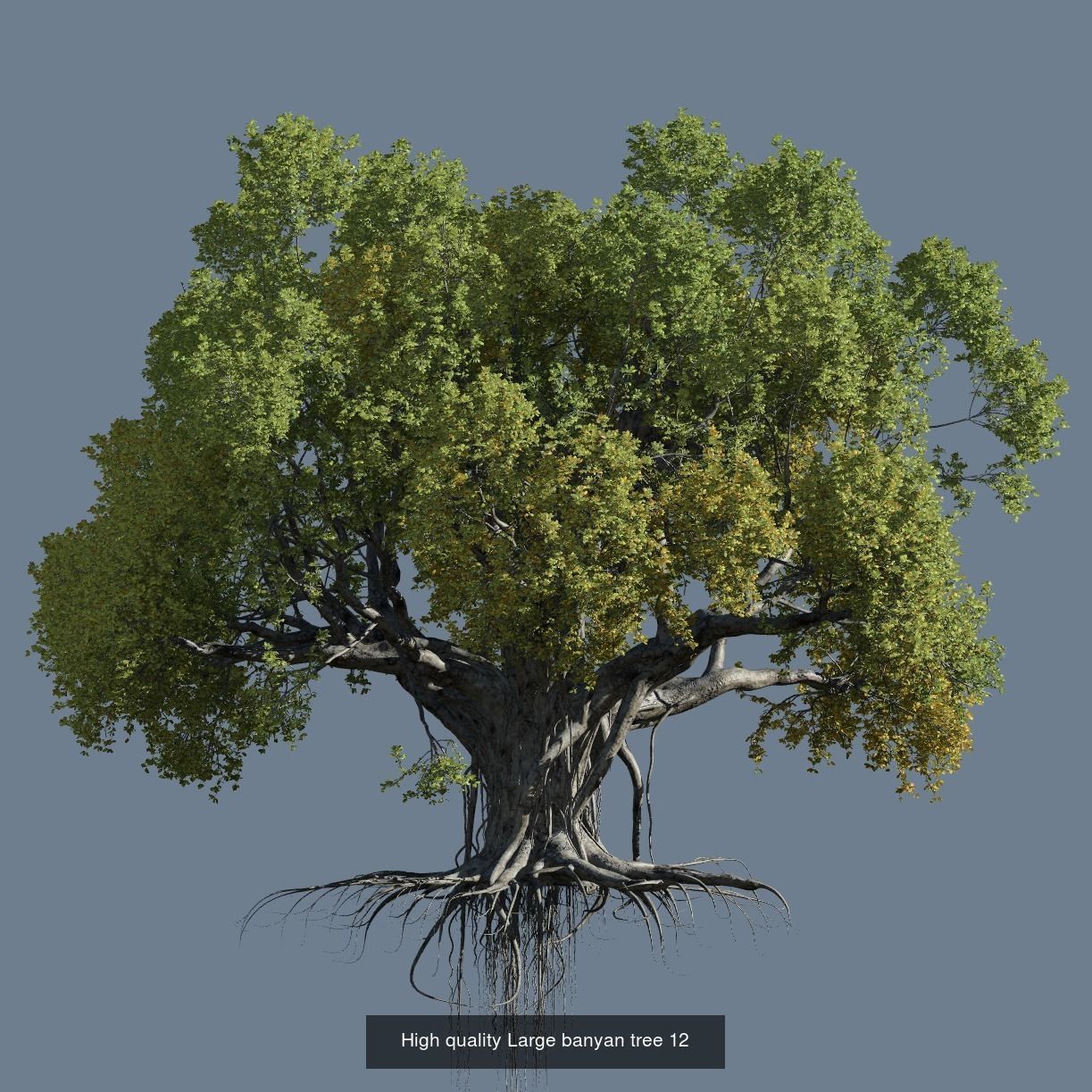 12 High quality Large banyan tree collection _13